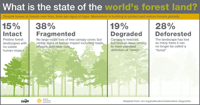 Grafico rappresentante lo stato delle foreste mondiali.